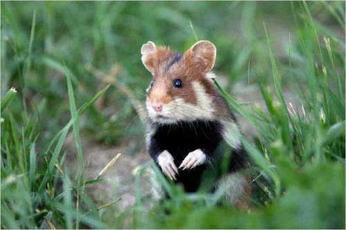 Great_hamster Great_hamster